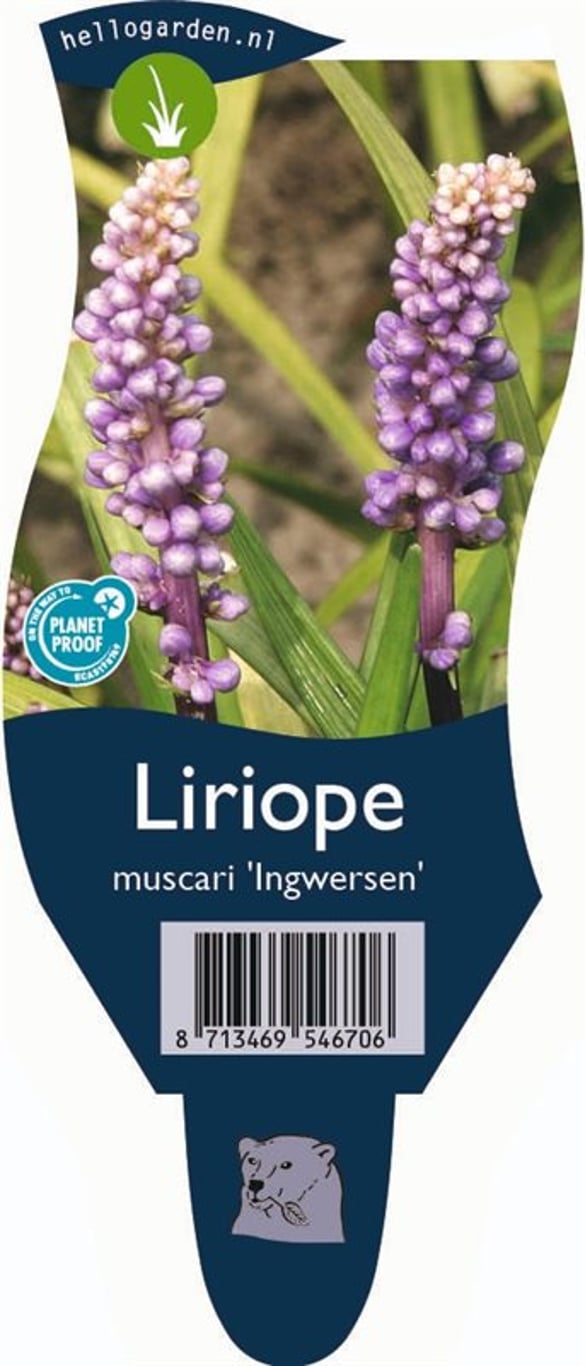 Liriope muscari 'Ingwersen' - P11